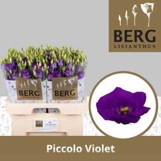 EUS E PICCO VIOLET 70cm - D