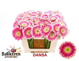 GE MI DANSA 50cm - D