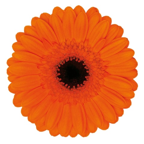 GE MI CARAMBA 50cm - D