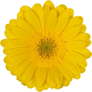 GE MI MORENO 50cm - D