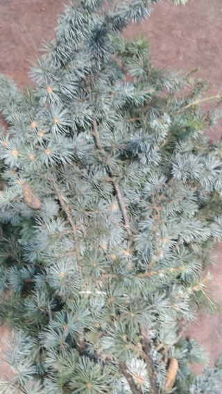 Ginepro 400 gr - Liście