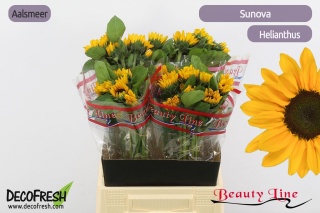 HELI SUNOVA 60cm - D