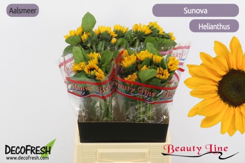 HELI SUNOVA 60cm - D