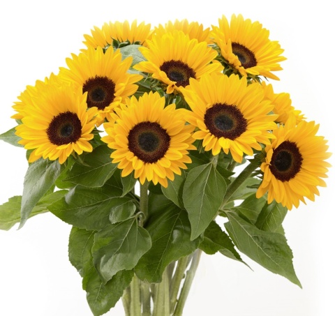 HELI SUNOVA 60cm - D