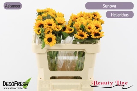 HELI SUNOVA 60cm - D