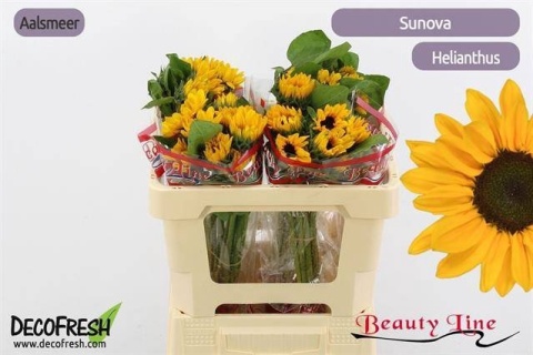 HELI SUNOVA 60cm - D