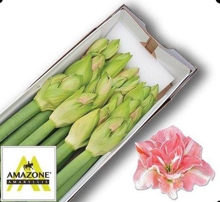 HIPP DG LOVELY NYMPH 70cm - PROMO