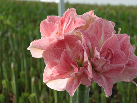 HIPP DG LOVELY NYMPH 70cm - PROMO