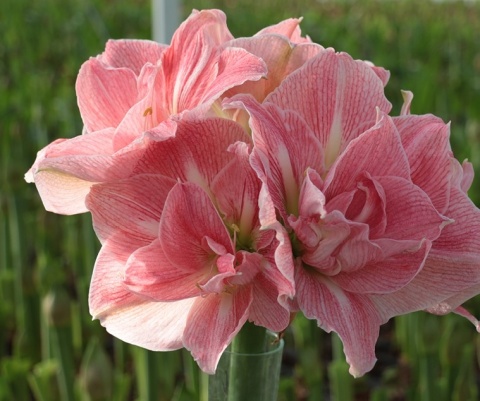 HIPP DG LOVELY NYMPH 70cm - PROMO