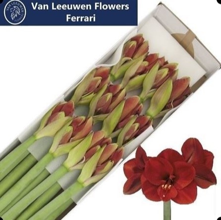 HIPP GA FERRARI 80cm - PROMO