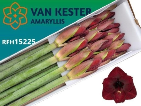 HIPP GA NIGHT FEVER 80cm - PROMO