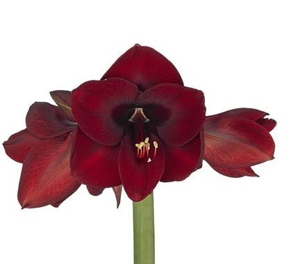 HIPP GA NIGHT FEVER 80cm - PROMO