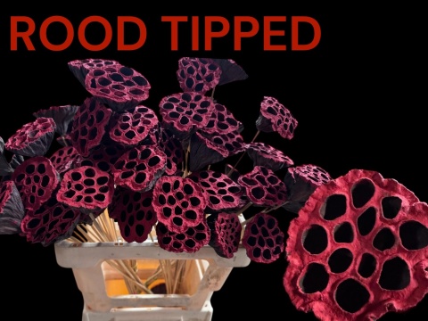 HUIS LOTUS OP STOK ROOD 50cm - D