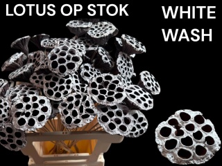 HUIS LOTUS OP STOK WHITE 50cm - D