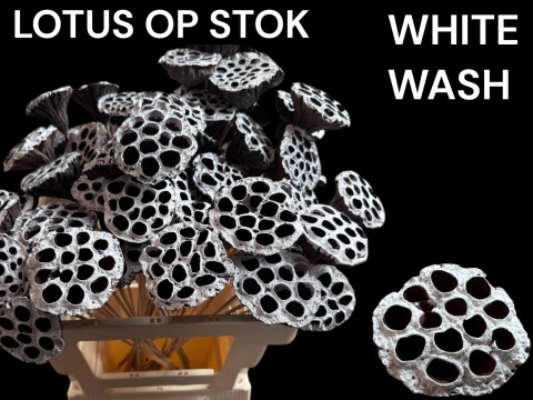 HUIS LOTUS OP STOK WHITE 50cm - D