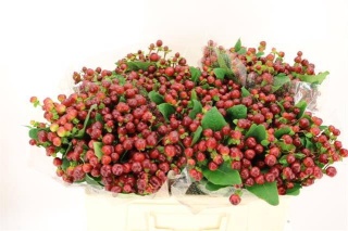 HYP MAG CHERRY 40cm - D