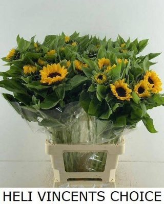 HELI VINCENTS CHOICE 80cm - D