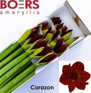 HIPP GA CORAZON 70cm - D