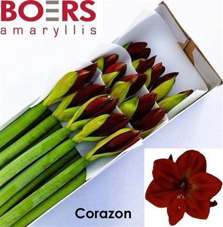 HIPP GA CORAZON 70cm - D