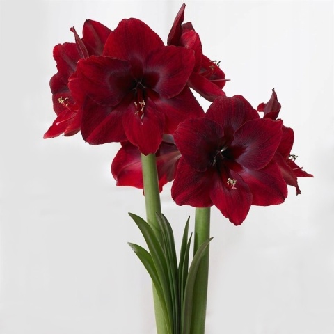 HIPP GA CORAZON 70cm - D