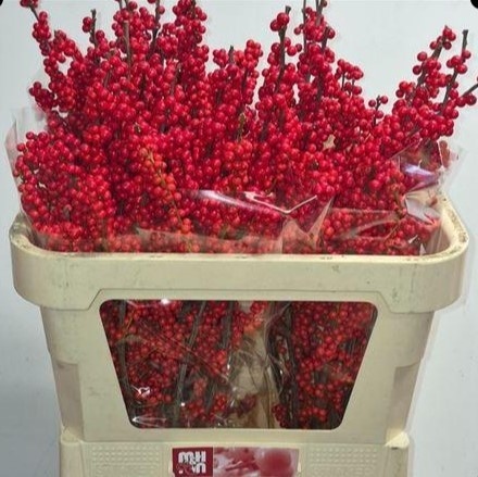 ILEX VE RODE BES 70cm - PROMO