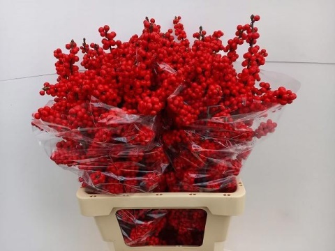 ILEX VE RODE BES 70cm - PROMO