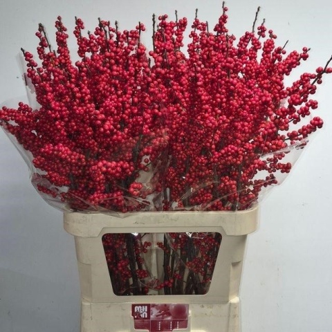 ILEX RED DREAM 90cm - D