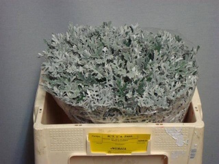 JACOBAEA MARITIMA 45cm - D