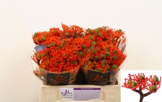 JATROPHA P FIRECRACK 35cm - D