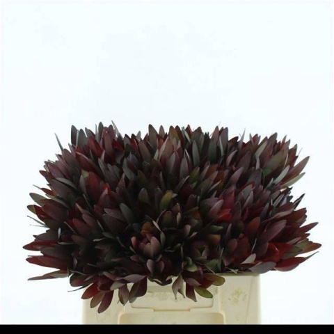 LEUCAD SAF SUNSET 40cm - D