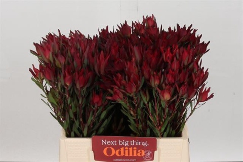 LEUCAD SAL BLUSH EX 50cm - PROMO