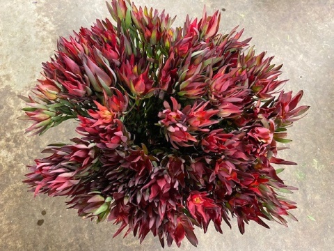 LEUCAD SAL BLUSH EX 50cm - PROMO