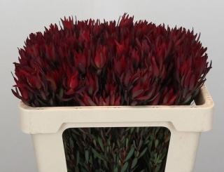 LEUCAD SAL BLUSH EX 50cm - PROMO