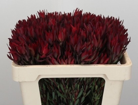 LEUCAD SAL BLUSH EX 50cm - PROMO