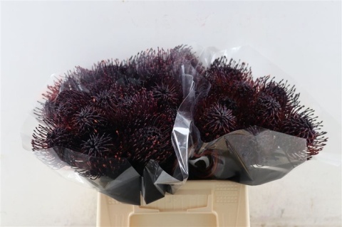 LEUCO Donker Aubergine Klbh 40cm - PROMO