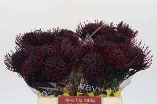 LEUCO Donker Aubergine Klbh 40cm - PROMO
