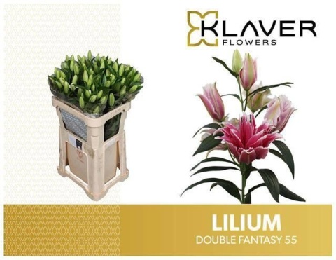 LI OR DU DO FANTASY 5+ 80cm - D