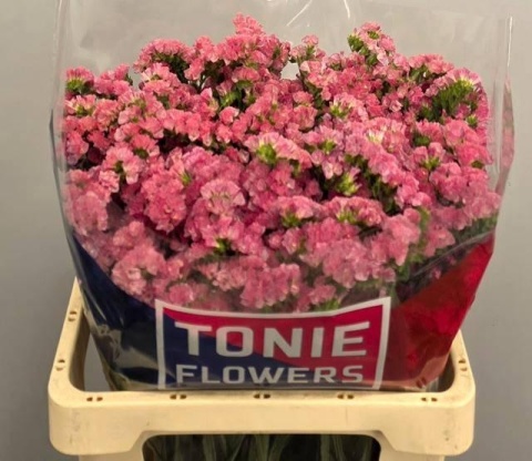 LIM S AMAZON BIRDS 60cm - D