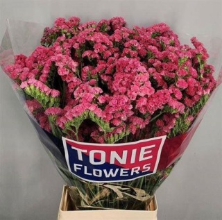 LIM S AMAZON BIRDS 60cm - D