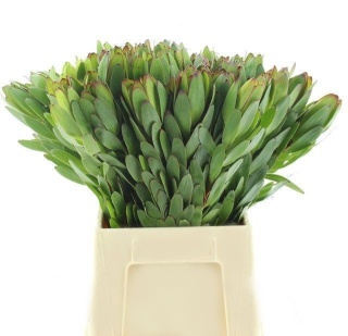 LEUCAD SAF GOLDSTRIK 50cm - D