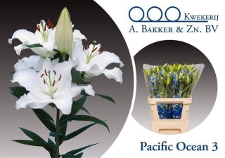 LI OR PACIFIC OCEAN 85cm - D