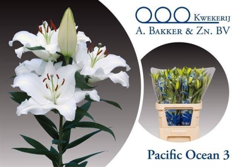 LI OR PACIFIC OCEAN 85cm - D