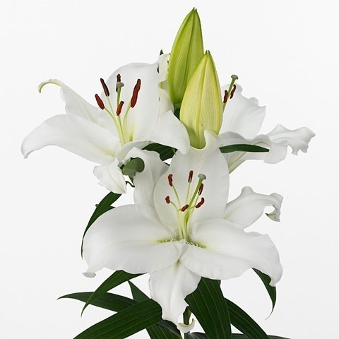 LI OR PACIFIC OCEAN 85cm - D