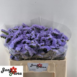 LIM S SKY WINGS 50cm - D