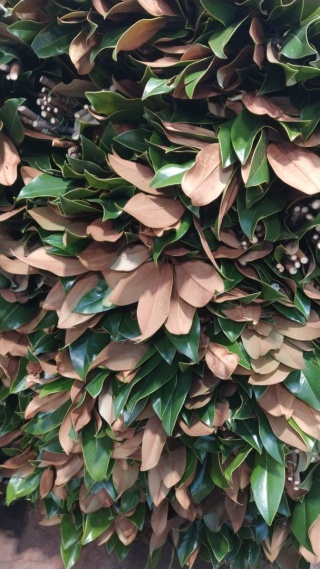 Magnolia 400 gr - Liście