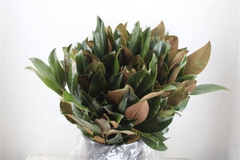 Magnolia 400 gr - Liście