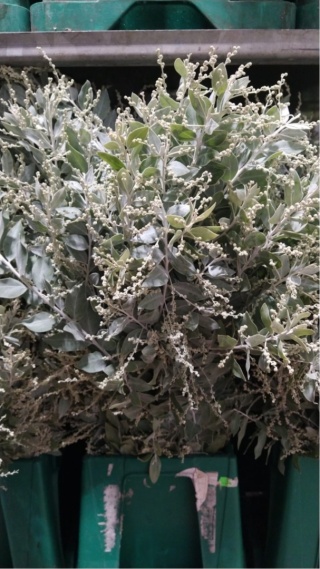 Mimosa Denisboden 200 gr - Liście