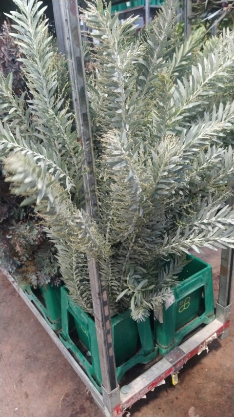 Mimosa Silvermoon 200 gr - Liście