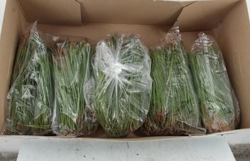 PINUS PINASTER NEEDLE 500g - D