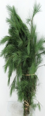 PINUS STROBUS BS 90cm/600g - D